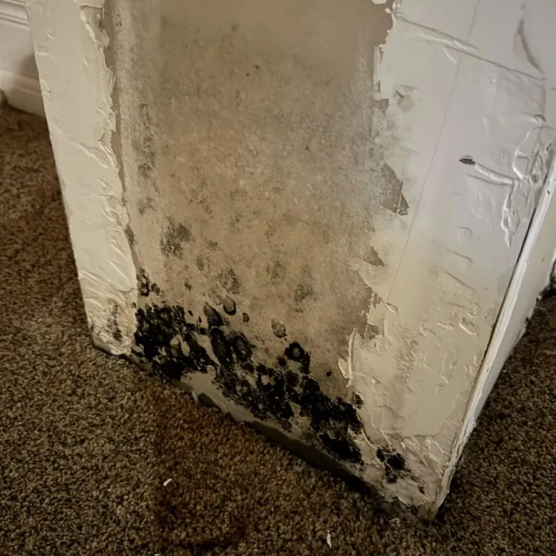Professional Mold Removal in Priceville, AL